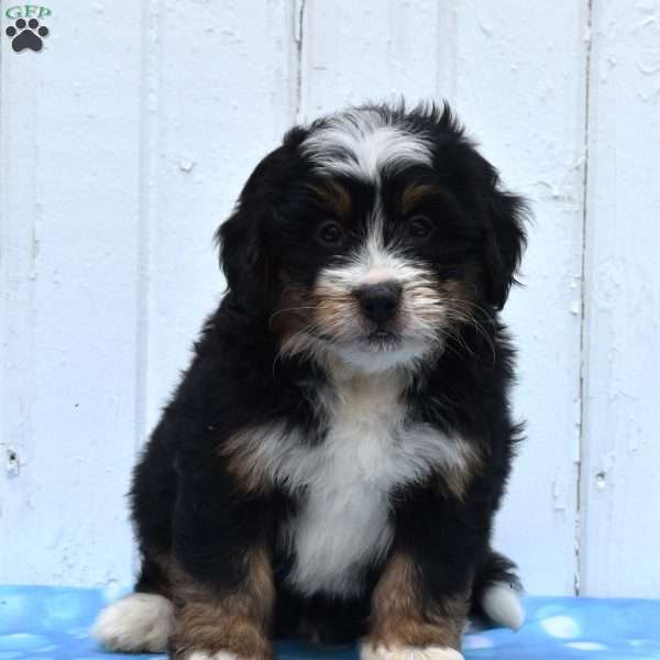 Cooper, Mini Bernedoodle Puppy